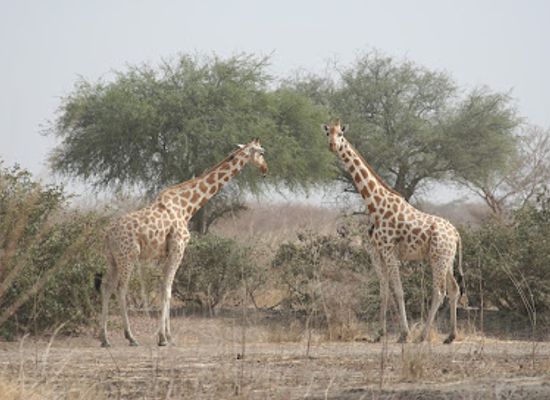 cameroon/dja-faunal-reserve/landmark/waza-national-park