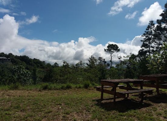 jamaica/manchester-plateau/landmark/forest-reserve-gourie-forest