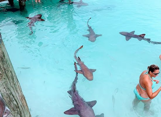 the-bahamas/exuma/landmark/coastline-adventures-exuma