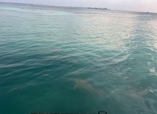 maldives/seenu-atoll/landmark/shark-site-seen