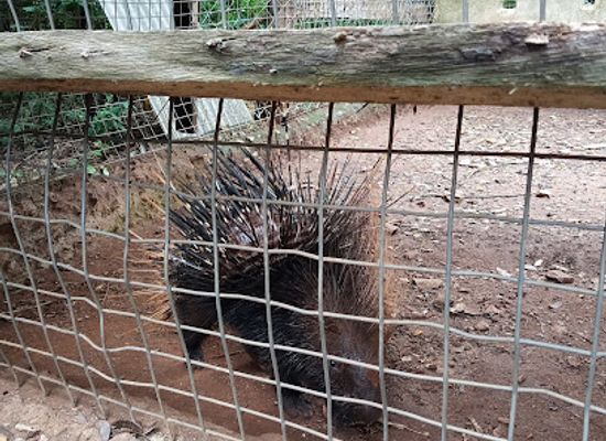 ghana/brong-ahafo/landmark/accra-zoo