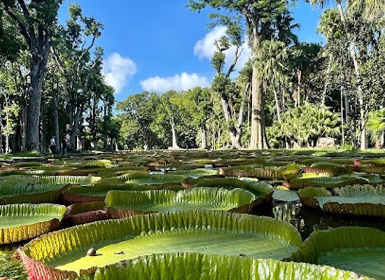 mauritius/pamplemousses-botanical-garden/landmark/pamplemousses-garden