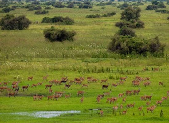 ethiopia/gambela-region/landmark/gambella-national-park