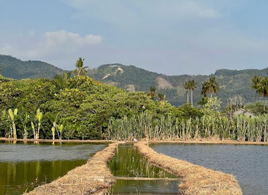 malaysia/penang-island/landmark/balik-pulau-paddy-field