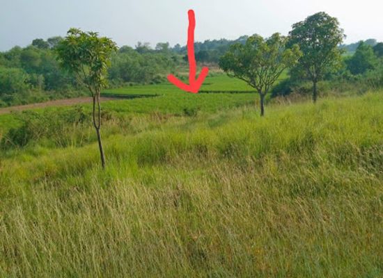 bangladesh/eastern-bengal/landmark/nobab-land-thakur-palsha