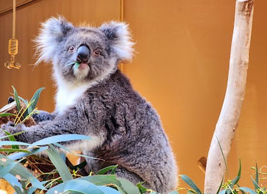 australia/south-australia/landmark/cleland-wildlife-park