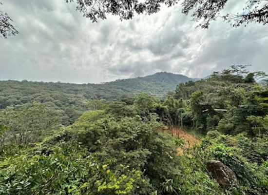 sierra-leone/western-area-urban-district/landmark/tacugama-chimpanzee-sanctuary