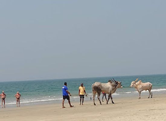 india/goa-beaches/landmark/benaulim-beach