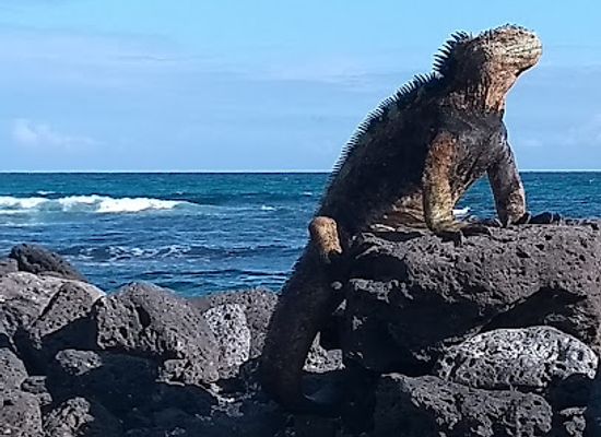 ecuador/galapagos-islands/landmark/galapagos-islands-ecuador-guide
