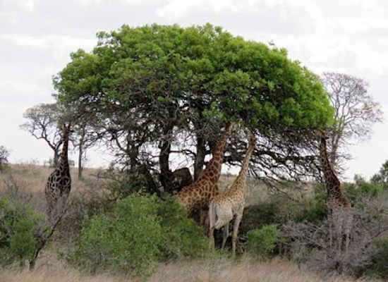 rwanda/southern-province/landmark/golden-rwanda-safaris-ltd