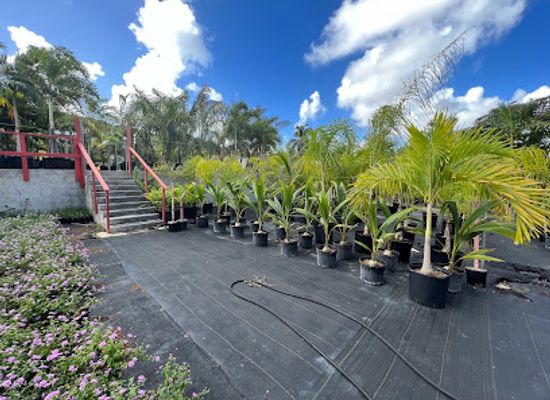 anguilla/north-hill/landmark/anguilla-garden-centre