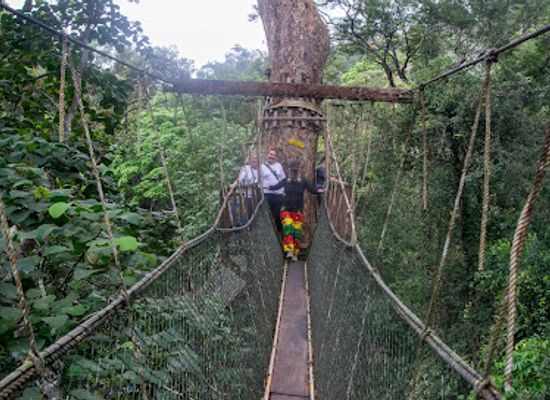 malaysia/taman-negara-national-park/landmark/canopy-walkway-kuala-tahan-national-park