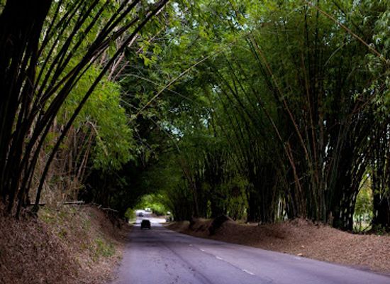 jamaica/manchester-plateau/landmark/bamboo-avenue-st-elizabeth