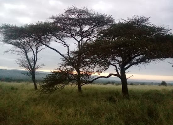 south-africa/battlefields/landmark/thanda-safari-private-game-reserve