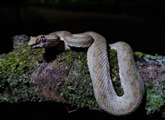 costa-rica/northern-plains/landmark/night-tour-la-fortuna-arenal-volcano-costa-rica