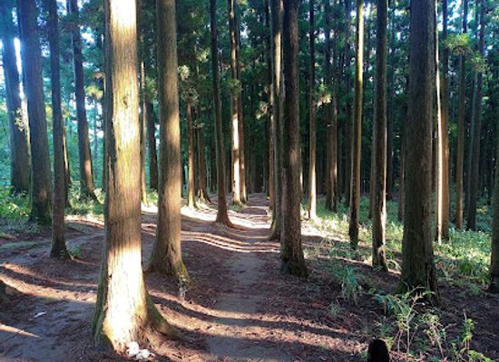 india/shillong/landmark/malki-forest