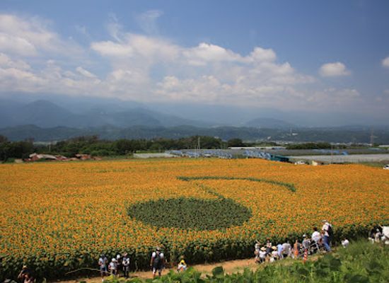 japan/yamanashi/landmark/akeno-sunflower-field