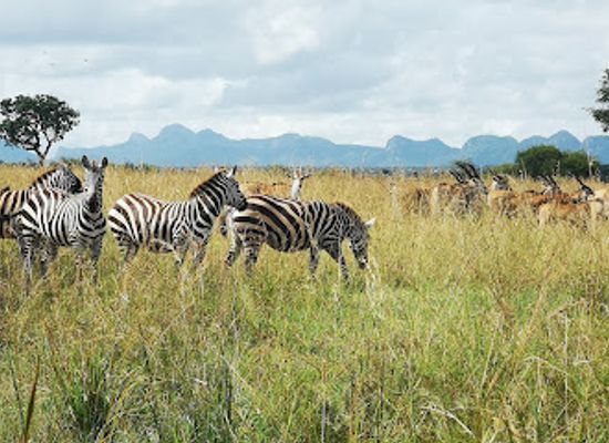uganda/acholi/landmark/kidepo-national-park-uganda
