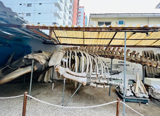 ecuador/salinas/landmark/el-museo-de-ballenas