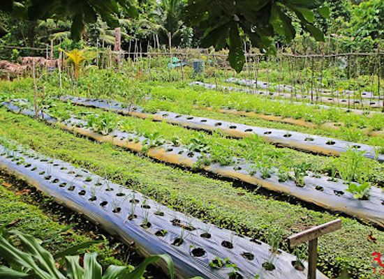 philippines/caraga/landmark/bayatakan-farm-experience