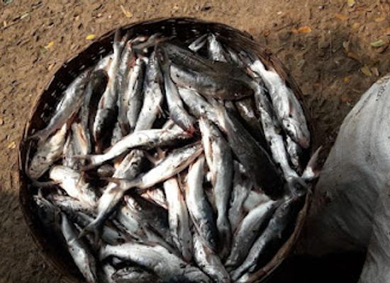 india/konkan-coast/landmark/diwa-island-prachin-konkan