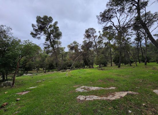 jordan/dibeen-forest/landmark/dibeen-forest-sanctuary