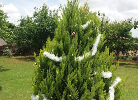 zambia/lusaka/landmark/pavilla-gardens