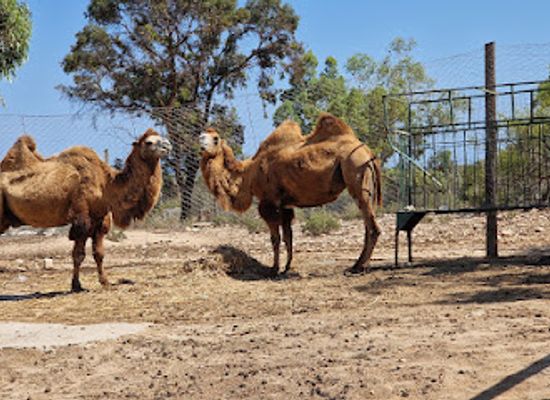 tunisia/tunisian-sahara/landmark/friguia-park
