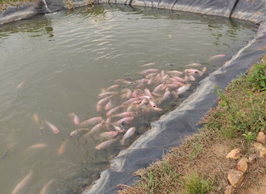 rwanda/eastern-province/landmark/lakeside-fish-farm