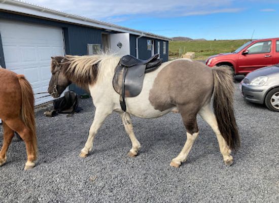 iceland/grindavik/landmark/arctic-horses