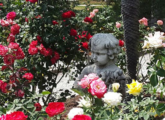 florida/sarasota-beaches/landmark/mable-ringling-rose-garden-at-the-ringling