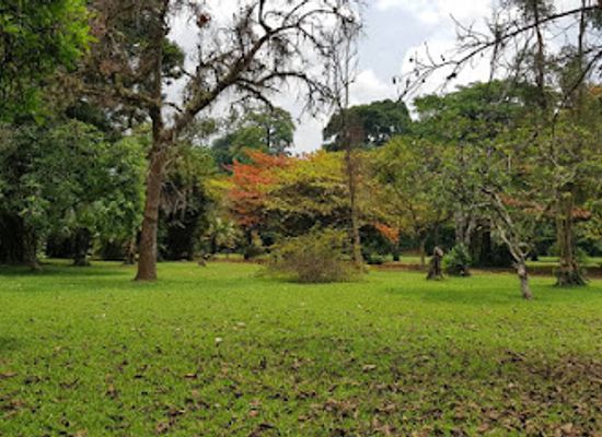 cameroon/dja-faunal-reserve/landmark/limbe-botanic-garden