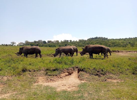 kenya/lake-nakuru-national-park/landmark/nakuru-park