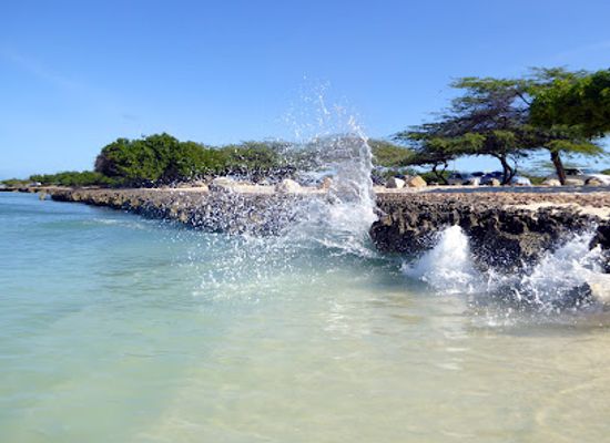 aruba/mangel-halto/landmark/fofoti-tree