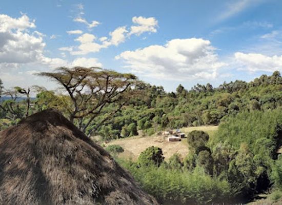 kenya/pokot-region/landmark/kapcherop-forest