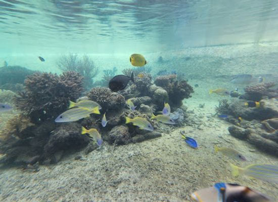palau/ngeruangel-reef/landmark/palau-international-coral-reef-center