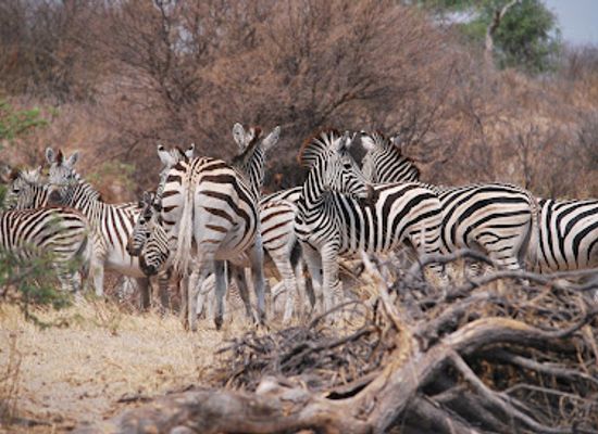 botswana/makgadikgadi-pans/landmark/boteti-river