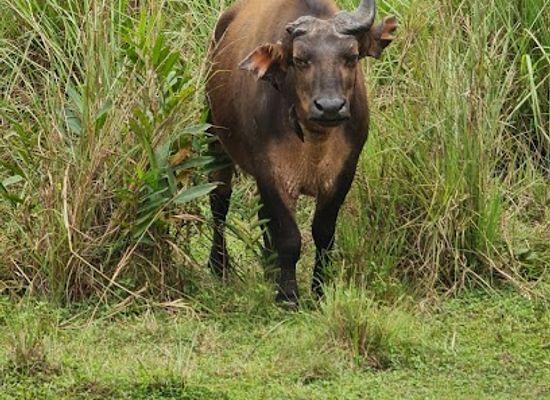 central-african-republic/sangha-river/landmark/odzala-kokoua-national-park