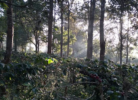 myanmar-burma/pyin-oo-lwin/landmark/royal-lucky-home-coffee-garden