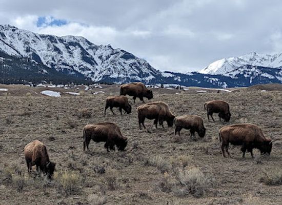 montana/bozeman/landmark/yellowstone-safari-company