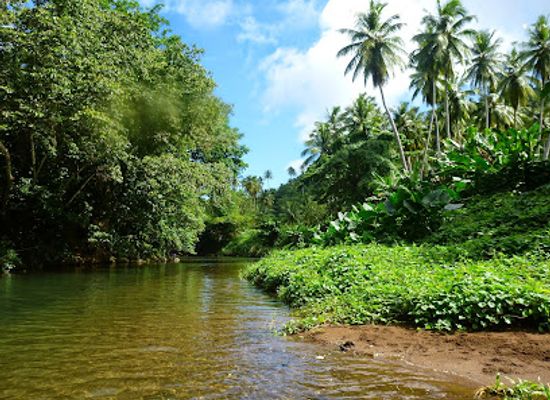 dominica/indian-river/landmark/central-forest-reserve