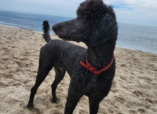 delaware/delaware-seashore-state-park/landmark/samuel-beach