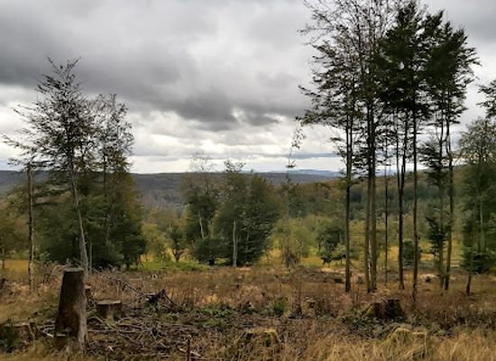 germany/hunsruck/landmark/hunsruck-hochwald-national-park