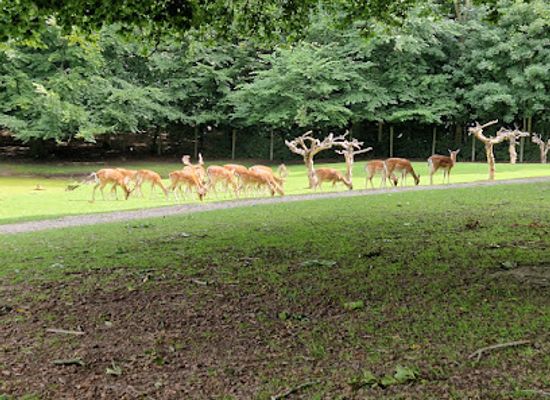 denmark/east-jutland/attraction/marselisborg-deer-park