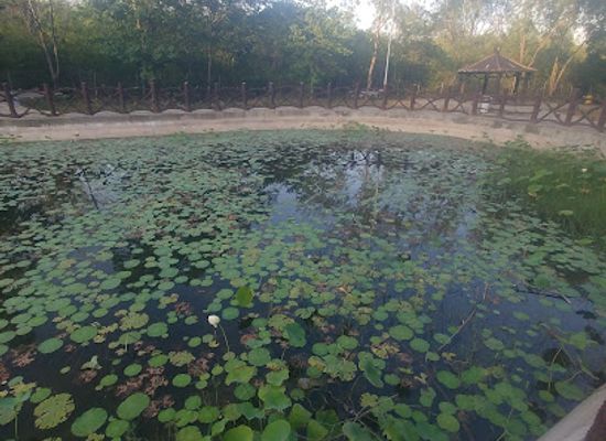 pakistan/pothohar-plateau/landmark/lotus-mini-lake