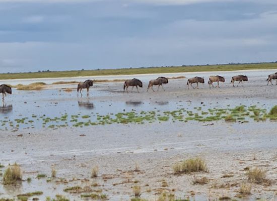 botswana/nxai-pan-national-park/landmark/nata-bird-sanctuary