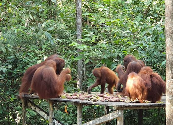 indonesia/north-kalimantan/landmark/taman-nasional-tanjung-puting