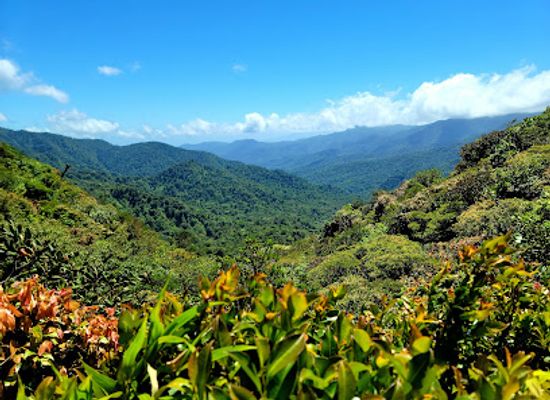 costa-rica/northern-plains/landmark/monteverde-cloud-forest-biological-preserve