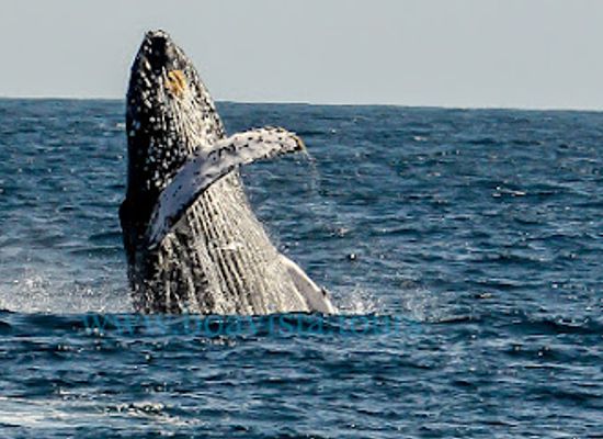 cabo-verde/sal/landmark/boa-vista-tours