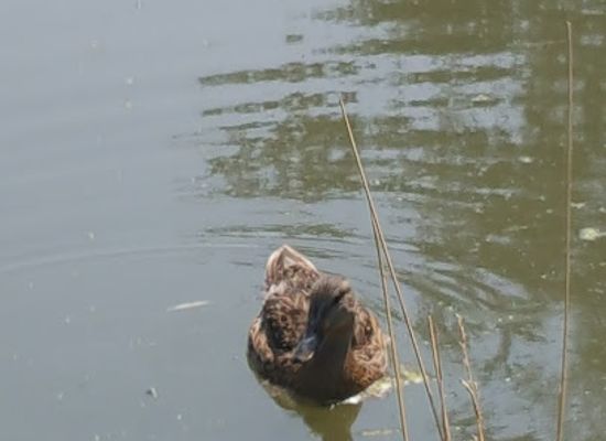 wyoming/sheridan/landmark/sam-mavrakis-pond